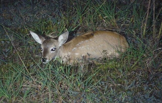 Photograph of a Pampas Deer in the grass. © Kirsty Godsman.