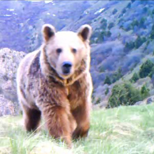 Video still of a Syrian Brown Bear in the Caucasus Wildlife Refuge. © FPWC.