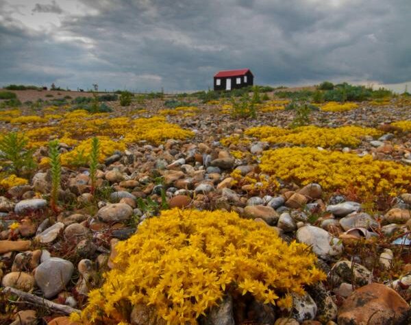 Photograph of Rye Harbour Sussex by Barry Yates
