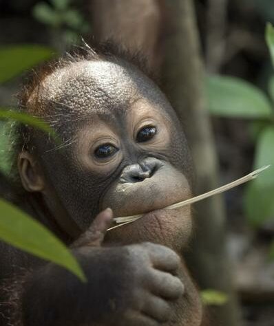 A young Orang-utan in the wild. © Chris Perrett / naturesart.co.uk.