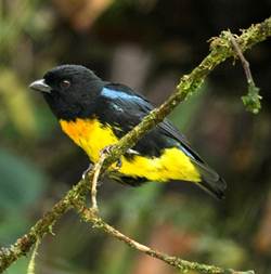 Close up of a Black-and-gold Tanager