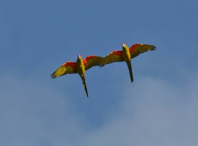 Photograph of two Red-fronted Macaws flying overhead
