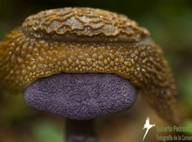 Photograph of Echinix rugosa on a purple mushroom.