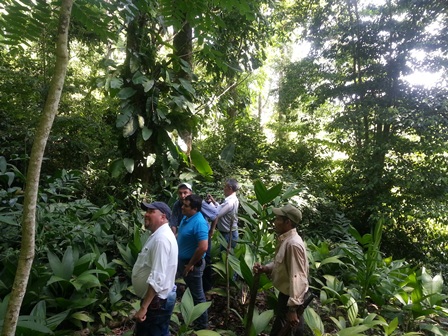 Participants in the forest (Xate Plot). © FUNDAECO.