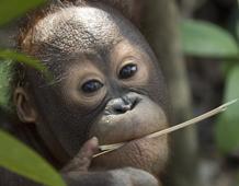 Baby Orang-utan. © Chris Perrett / Naturesart.com.