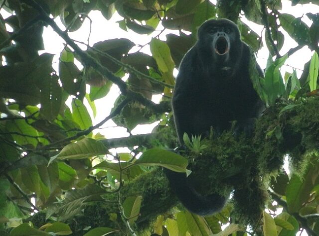 A Howler Monkey looks down from a tree in Río Canandé Reserve