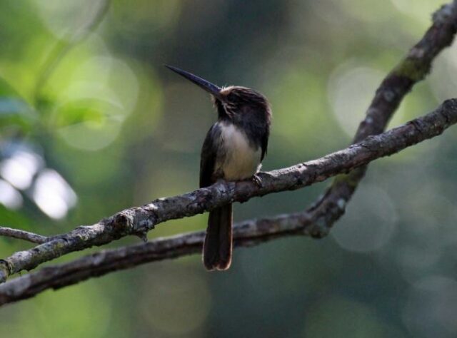 Three-toed Jacamar perched on a branch in the forest. © Steve Cale.