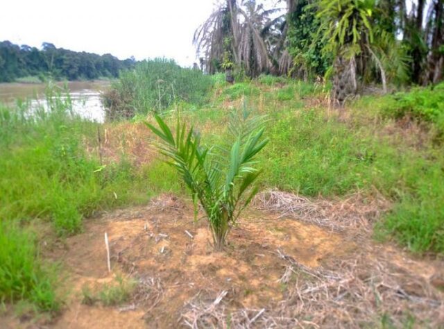 An oil palm sapling planted close to the river's edge