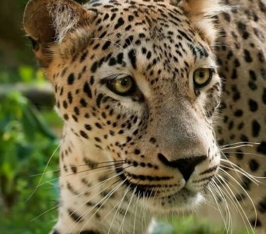 Caucasian Leopard