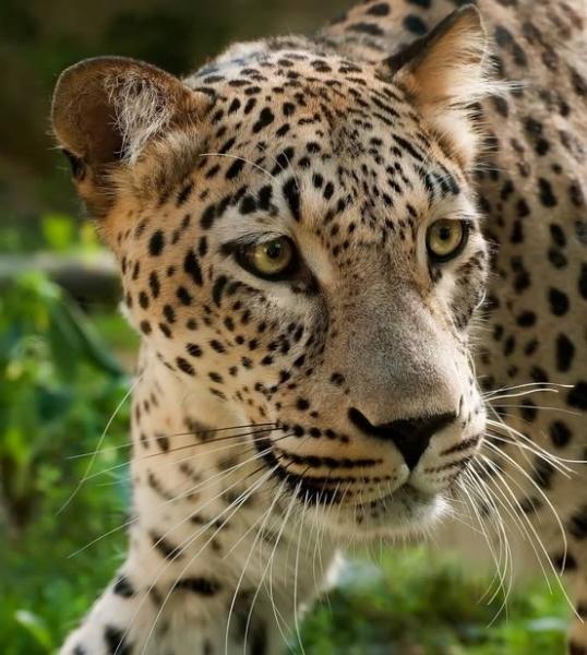 caucasian-leopard-misad-dreamtime.jpg Caucasian Leopard