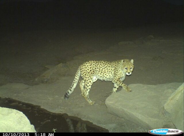 Camera-trap image of an Asiatic Cheetah at night in Miandasht Wildlife Refuge.
