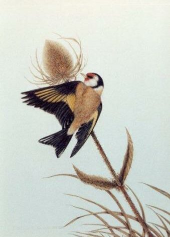Goldfinch feeding on a teasel head (print).