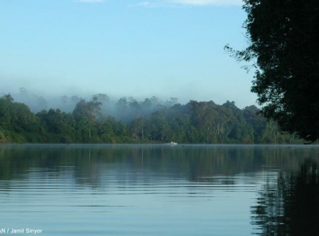 View of Kinabatangan River.