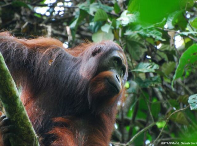 Adult male Orang-utan in Kinabatangan.Credit: HUTAN-Mohd Daisah Kapar