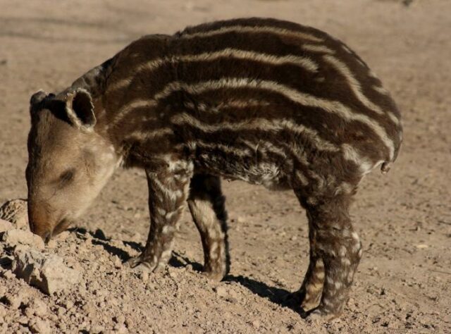 A young South American Tapir