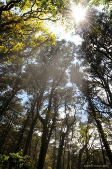 View of sunlight through forest trees in Mexico's Sierra Gorda.