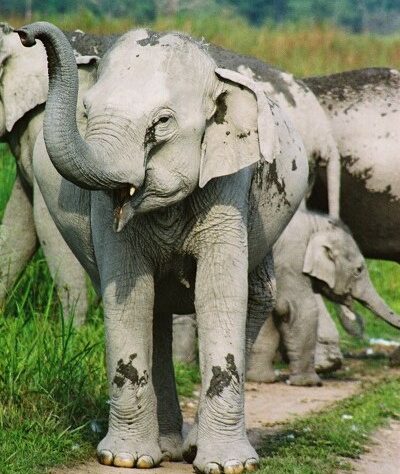 Herd of Indian Elephants in India.