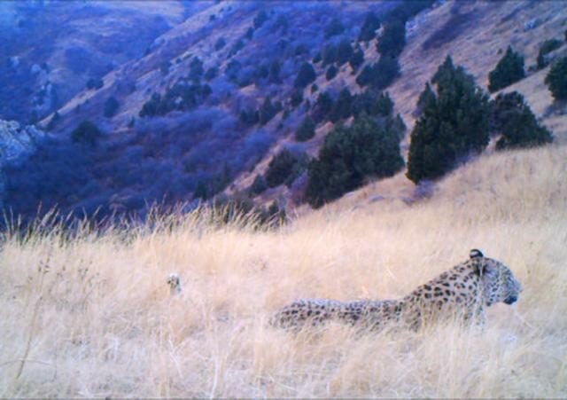 Still from camera-trap video: leopard lying in long grass