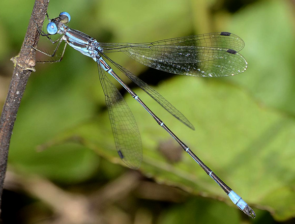 Photograph of Lestes pictus damselfly.
