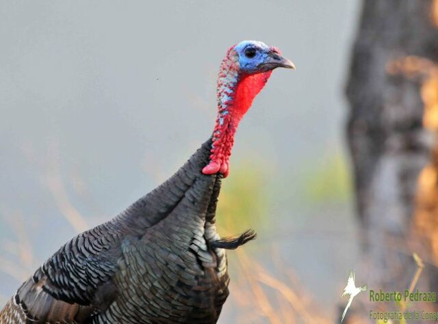 A Mexican Wild Turkey.