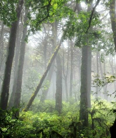 Trees in mist, Sierra Gorda Mexico