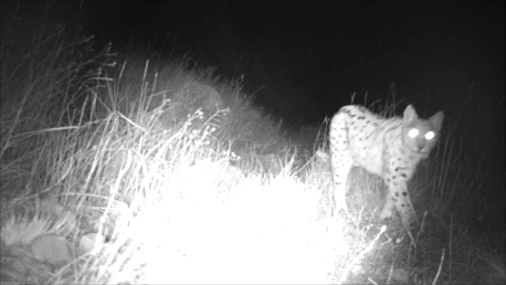 Eurasian Lynx - Armenia