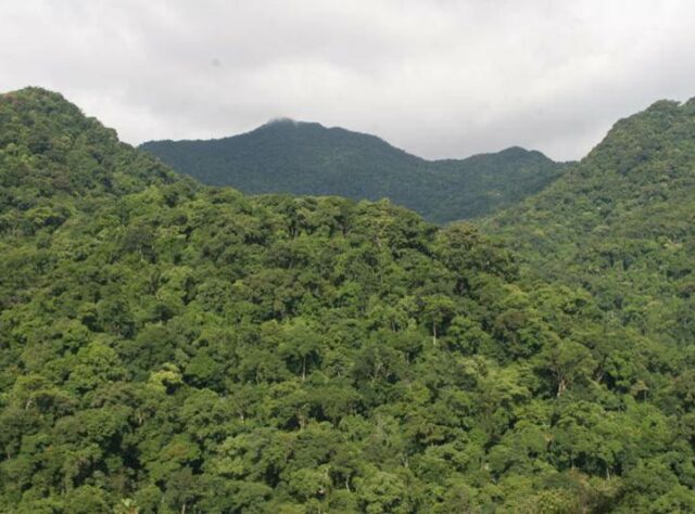 View of mountains covered with forest.