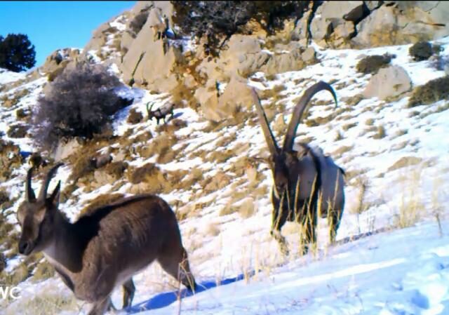 Video still of two Bezoar Goats, one with long horns, on a snowy hillside.