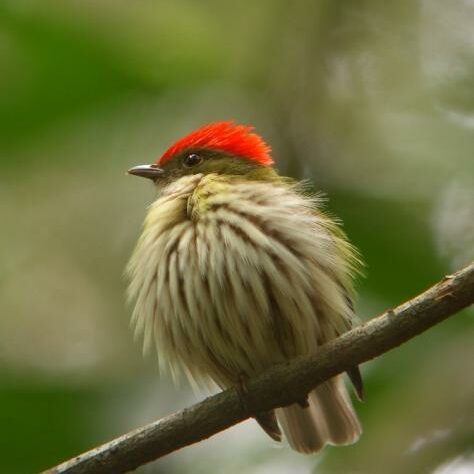 A bird with feathers fluffed up and a red head.