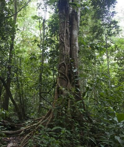 Borneo rainforest tree.
