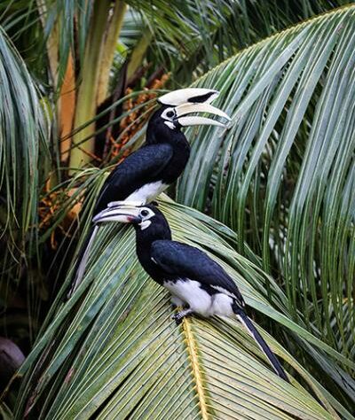 Pair of Asian Pied Hornbills sitting in a palm tree (not oil palm) in Borneo.