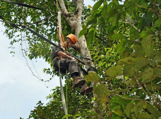 Ken Krank suspended from ropes high in the trees.