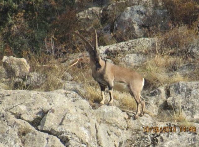 Male Bezoar Goat in the rocky landscape of the Caucasus Wildlife Refuge.
