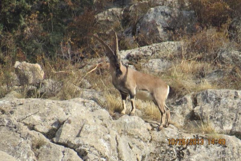 bezoar_goat_picture_from_kotw_report_fpwc_oct_2013-feb_2014.jpg Male Bezoar Goat in the rocky landscape of the Caucasus Wildlife Refuge.