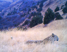 Caucasian Leopard lying in long grass, a still from a camera-trap video.