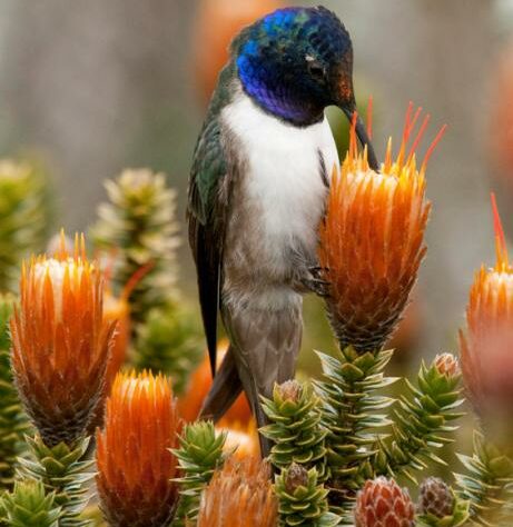 An Ecuadorian Hillstar feeds on the nectar of the orange Chuquiragua flower