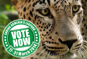 Leopard image with Vote Now button over it.