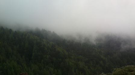View of forested hillside in cloud.