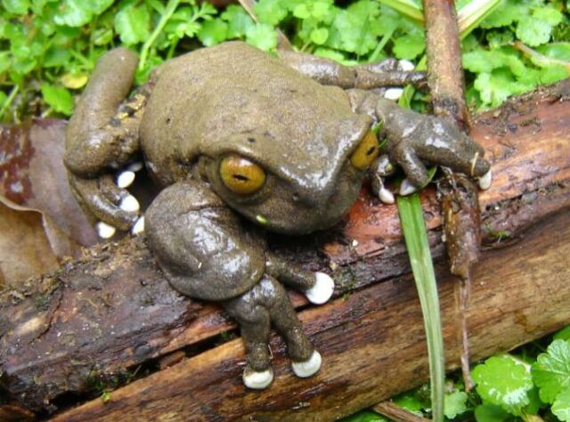 Photo of a tapichalaca treefrog, Hyla tapichalaca