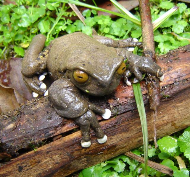 rs11096_hyla_tapichalaca_from_nigel_simpson_july_2008.jpg Photo of a tapichalaca treefrog, Hyla tapichalaca