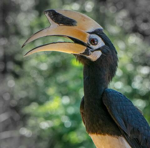 Asian Pied Hornbill, close up.