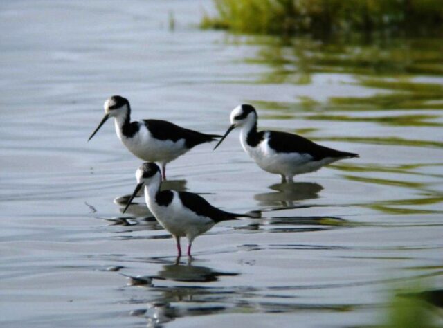 Three White-backed Stilts wading through water.