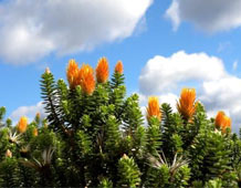 A species of orange flowering Chuquiraga found in páramo grassland, Peru.