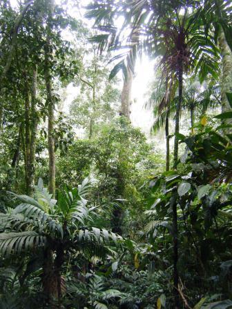 Atlantic rainforest at Guapi Assu.