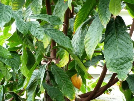 Leaves and pod of a Cocoa Tree at Kew Gardens.