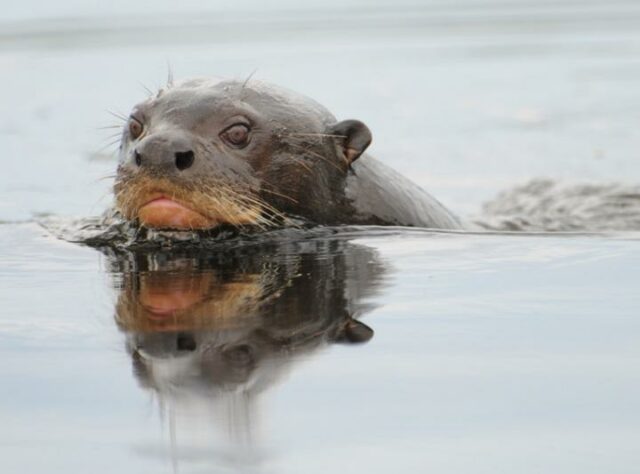 Giant Otter with head above water.