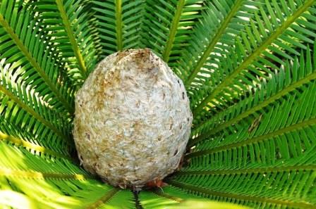 Close up of the fruit of Chestnut Dioon.