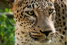 Close up of a Caucasian Leopard.