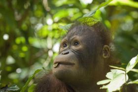 Young Orang-utan.