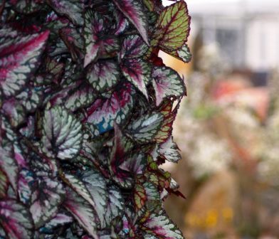 Close up of begonias in Enterprise Plants' green wall.